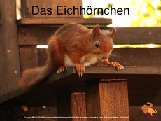 Eichhörnchen-Präsentation-vereinfachte-Version.pdf
